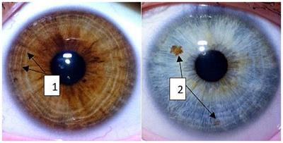 Dispositional mindfulness and BIS/BAS up-close: can the self-regulation of people be seen in the eyes?
